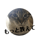 ぎんちゃんとにゃーすけのスタンプ（個別スタンプ：2）