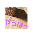 ぎんちゃんとにゃーすけのスタンプ（個別スタンプ：7）