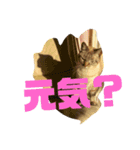 ぎんちゃんとにゃーすけのスタンプ（個別スタンプ：10）