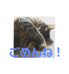 ぎんちゃんとにゃーすけのスタンプ（個別スタンプ：13）