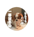 うちのキャバリア 5（個別スタンプ：19）