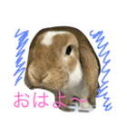 うさぎのスタンプだよ。（個別スタンプ：1）