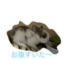 うさぎのスタンプだよ。（個別スタンプ：2）