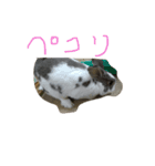 うさぎのスタンプだよ。（個別スタンプ：6）