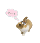 うさぎのモカくん。（個別スタンプ：1）