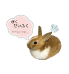うさぎのモカくん。（個別スタンプ：2）