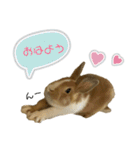 うさぎのモカくん。（個別スタンプ：3）