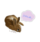うさぎのモカくん。（個別スタンプ：4）