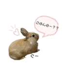 うさぎのモカくん。（個別スタンプ：6）