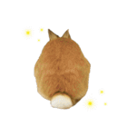 うさぎのモカくん。（個別スタンプ：11）