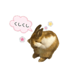 うさぎのモカくん。（個別スタンプ：18）