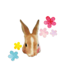 うさぎのモカくん。（個別スタンプ：19）