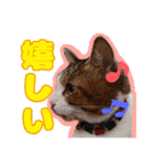 猫のころ 2（個別スタンプ：1）