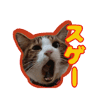 猫のころ 2（個別スタンプ：3）