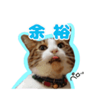 猫のころ 2（個別スタンプ：4）