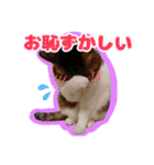 猫のころ 2（個別スタンプ：5）