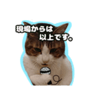 猫のころ 2（個別スタンプ：6）