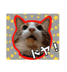 猫のころ 2（個別スタンプ：9）
