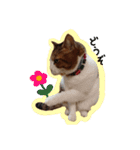 猫のころ 2（個別スタンプ：11）