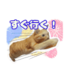 猫のころ 2（個別スタンプ：12）