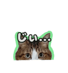猫のころ 2（個別スタンプ：14）