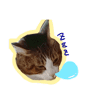 猫のころ 2（個別スタンプ：16）