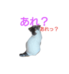 haku nyan（個別スタンプ：1）