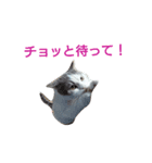 haku nyan（個別スタンプ：3）