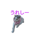 haku nyan（個別スタンプ：4）