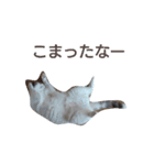 haku nyan（個別スタンプ：5）