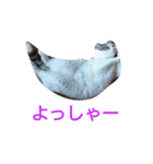 haku nyan（個別スタンプ：7）