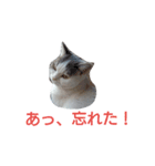 haku nyan（個別スタンプ：8）