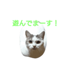 haku nyan（個別スタンプ：11）