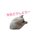haku nyan（個別スタンプ：12）