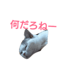 haku nyan（個別スタンプ：13）