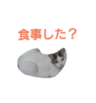 haku nyan（個別スタンプ：14）