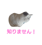 haku nyan（個別スタンプ：15）