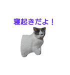 haku nyan（個別スタンプ：16）