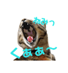 わかばとふたば（個別スタンプ：9）