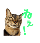 わかばとふたば（個別スタンプ：12）