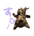 わかばとふたば（個別スタンプ：13）