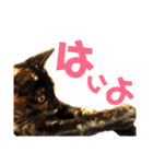 わかばとふたば（個別スタンプ：25）