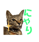 わかばとふたば（個別スタンプ：29）