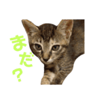 わかばとふたば（個別スタンプ：31）