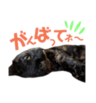 わかばとふたば（個別スタンプ：34）