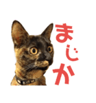 わかばとふたば（個別スタンプ：36）