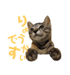 わかばとふたば（個別スタンプ：37）