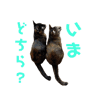 わかばとふたば（個別スタンプ：39）