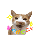 茶トラ猫のクリームおじさん（個別スタンプ：1）