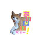 茶トラ猫のクリームおじさん（個別スタンプ：2）